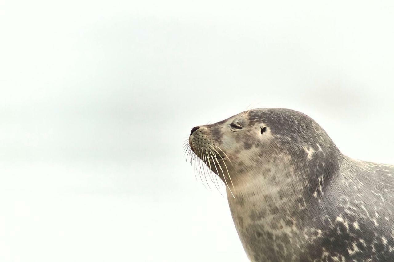 Sudavik Guesthouse Súðavík Zewnętrze zdjęcie